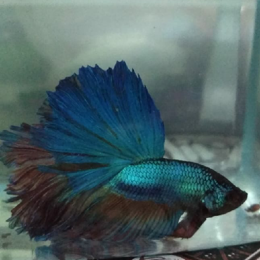 Betta Fish