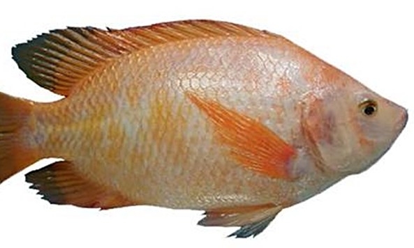 Pasar Ikan Segar 2