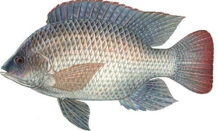 Pasar Ikan Segar 5