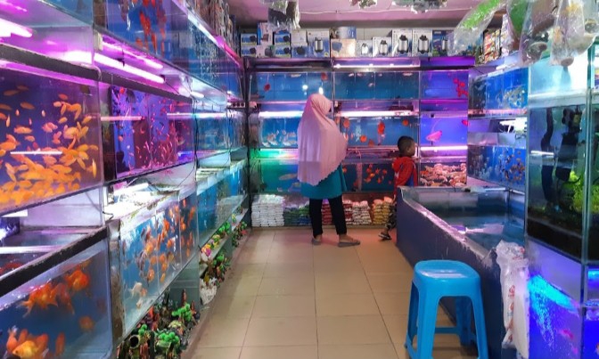 Lapak Ikan Hias Air Tawar 1