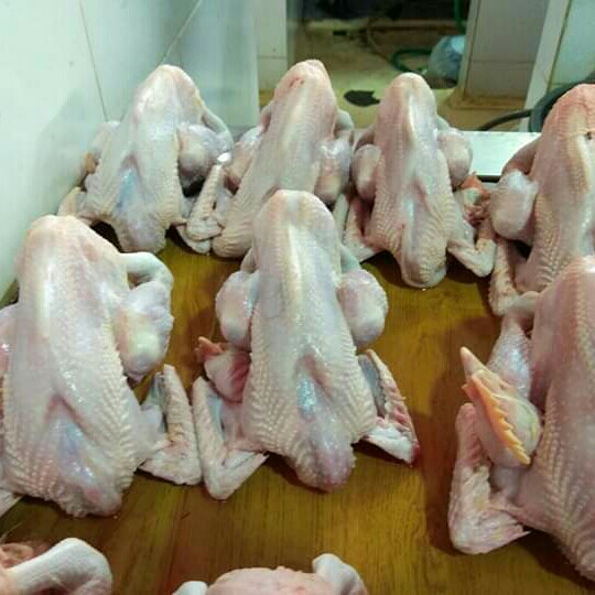 Di Jual Ayam Daging Krakas Joper  2