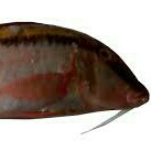 Ikan Janggut 3