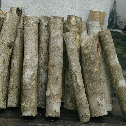 Kayu Ular  2