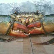 Kepiting Bakau 2