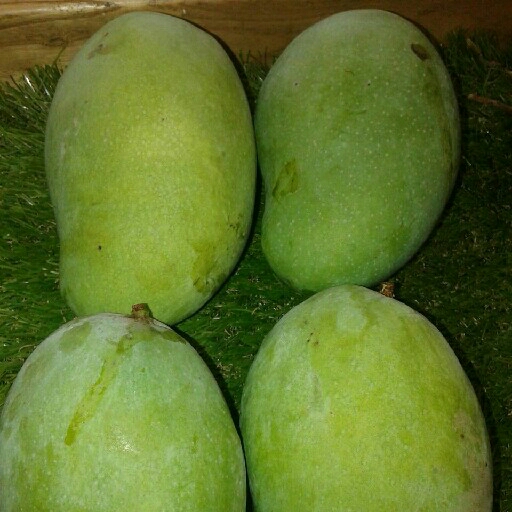 Mangga Harum Manis 2