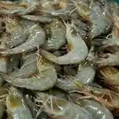 Udang 2