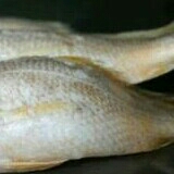 ikan gulama 3