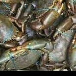 kepiting laut dan bakau 2