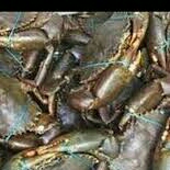 kepiting laut dan bakau 3