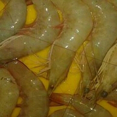 udang jerbung 3