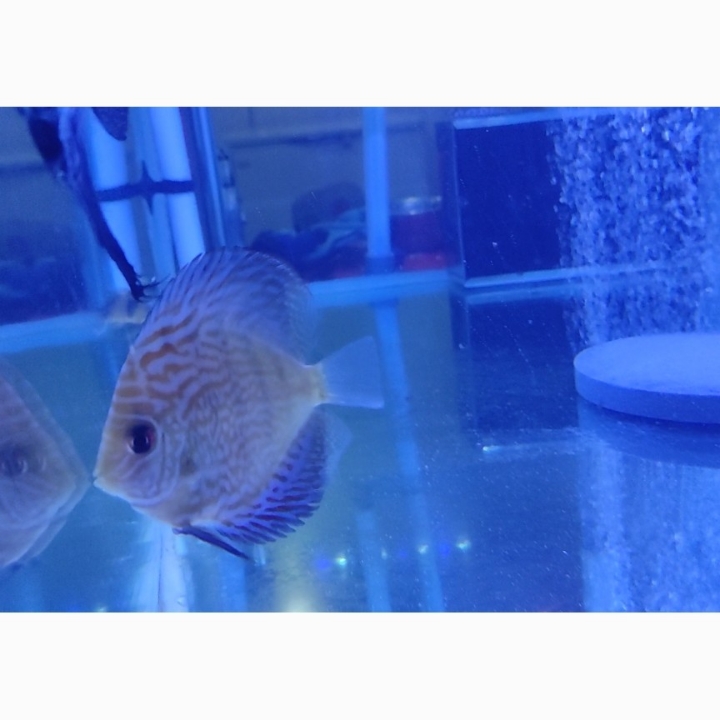  DISCUS ALENQUER GRADE A