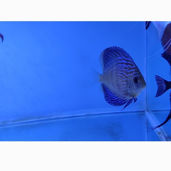  DISCUS ALENQUER GRADE A 2