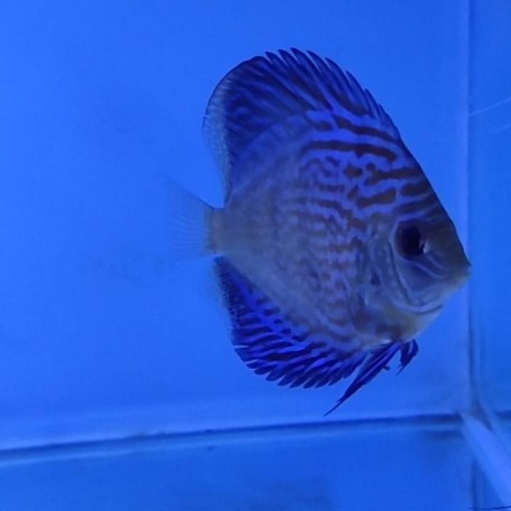  DISCUS ALENQUER GRADE A 3