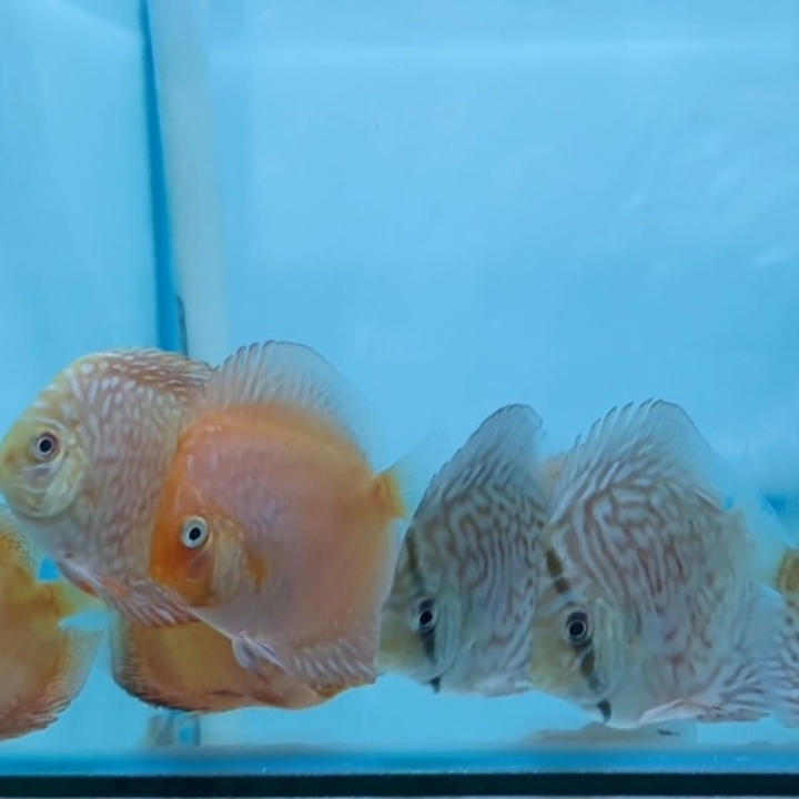 11 Ekor Discus 