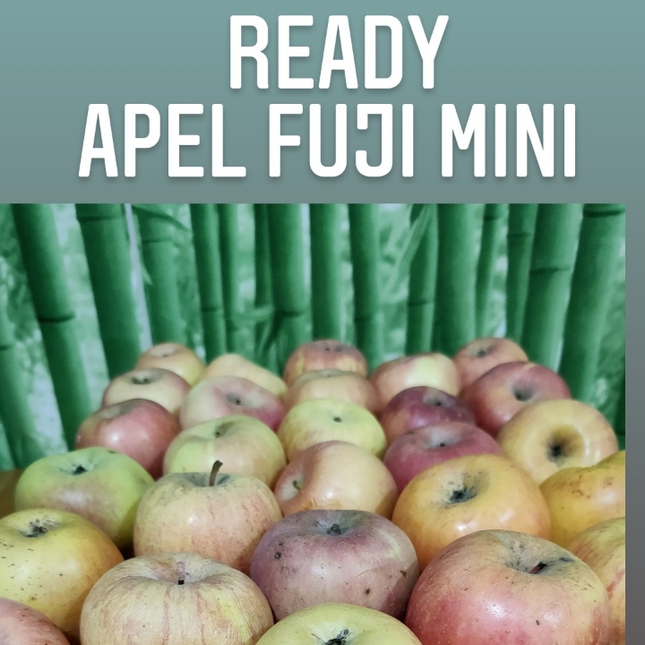 APEL FUJI KECIL