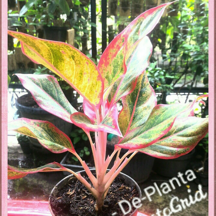 Aglaonema Lipstik