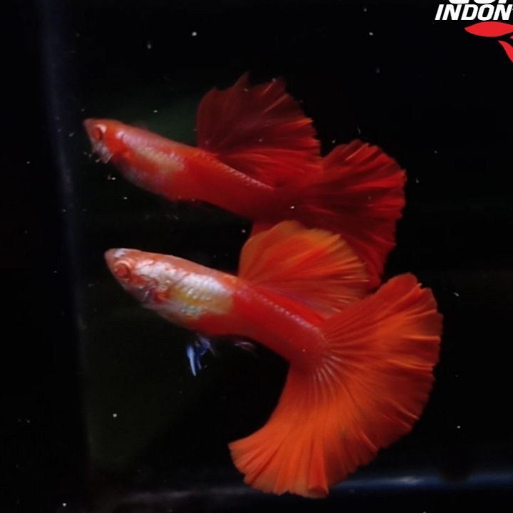 Albino Platinum Half Red