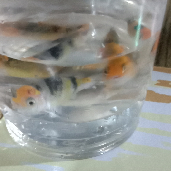 Anakan Ikan Koi 3