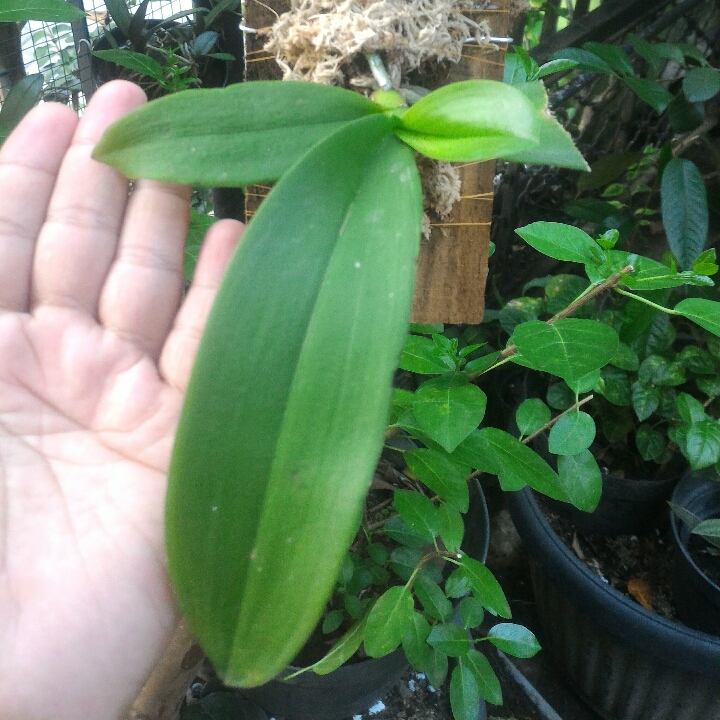 Anggrek Bulan Phalaenopsis amabilis 