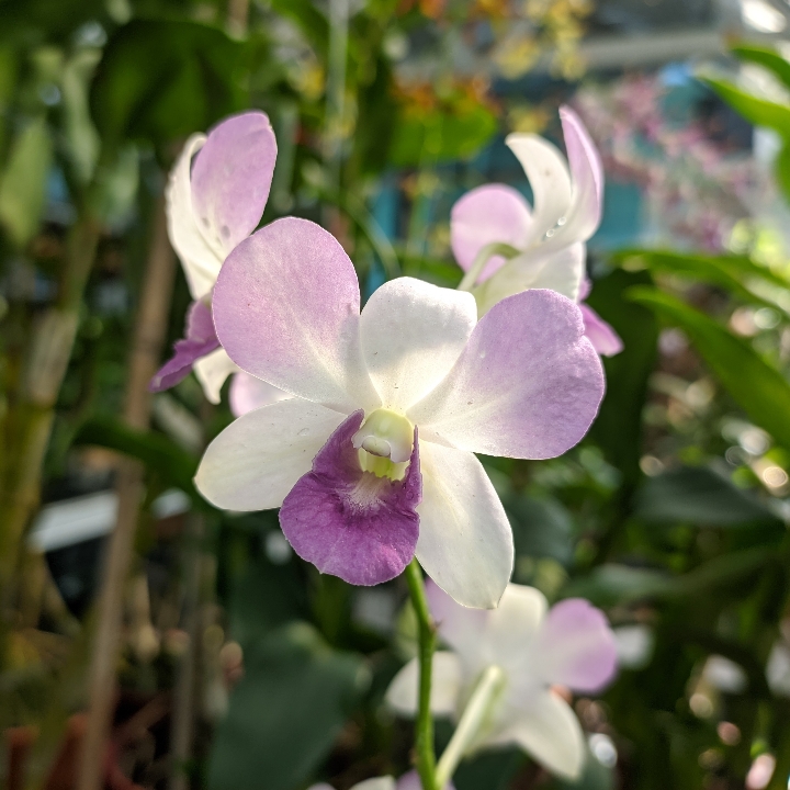 Anggrek Dendrobium