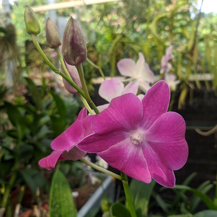 Anggrek Dendrobium