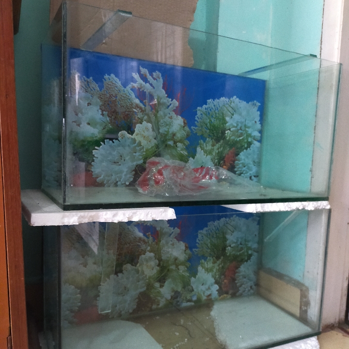 Aquarium 60 Cm