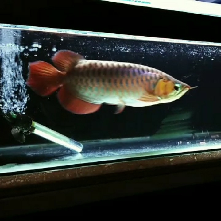 Arowana Super Red 37cm