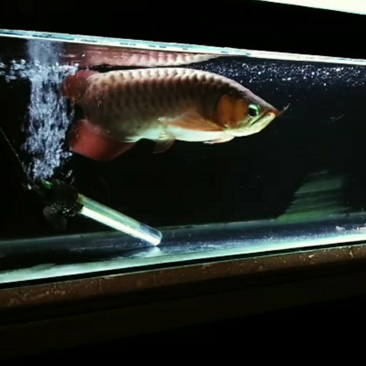 Arowana Super Red 37cm 2