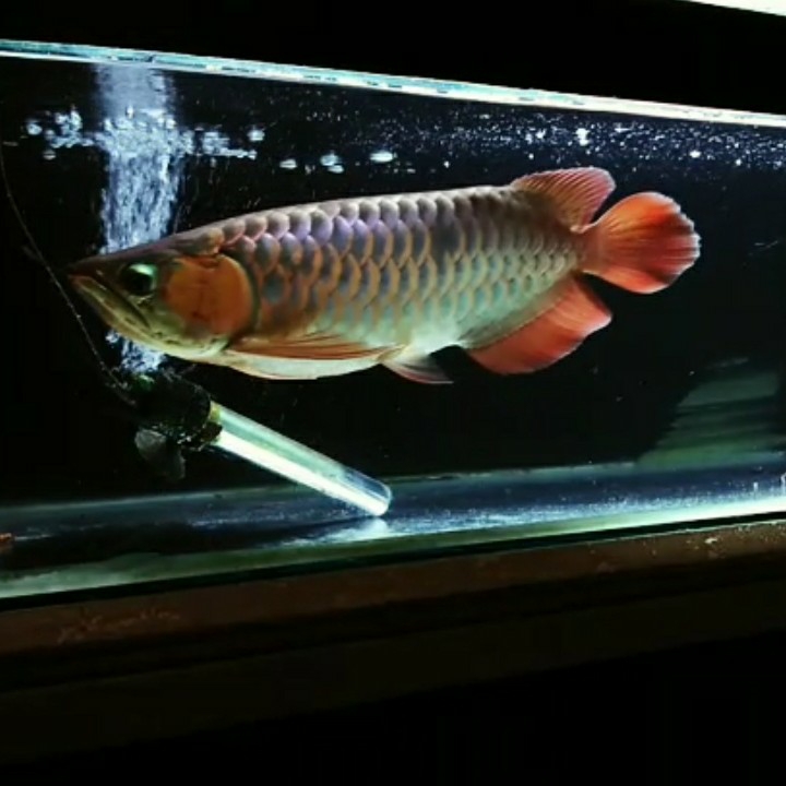 Arowana Super Red 37cm 3