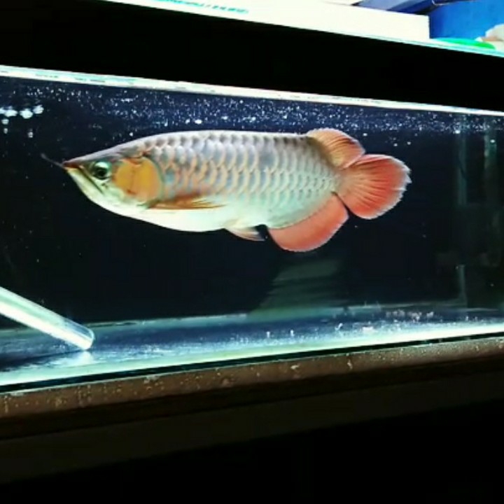 Arowana Super Red 37cm 4