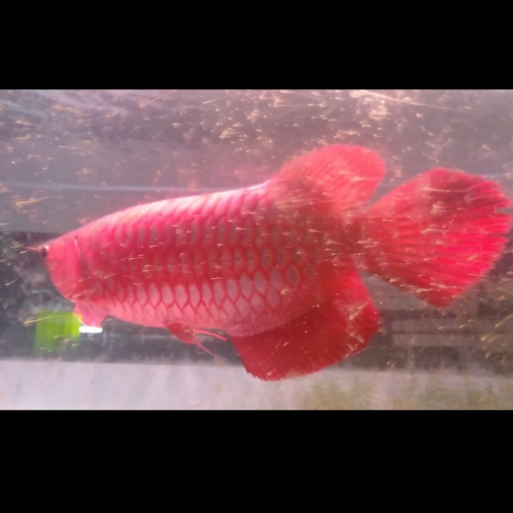 Arowana Super Red