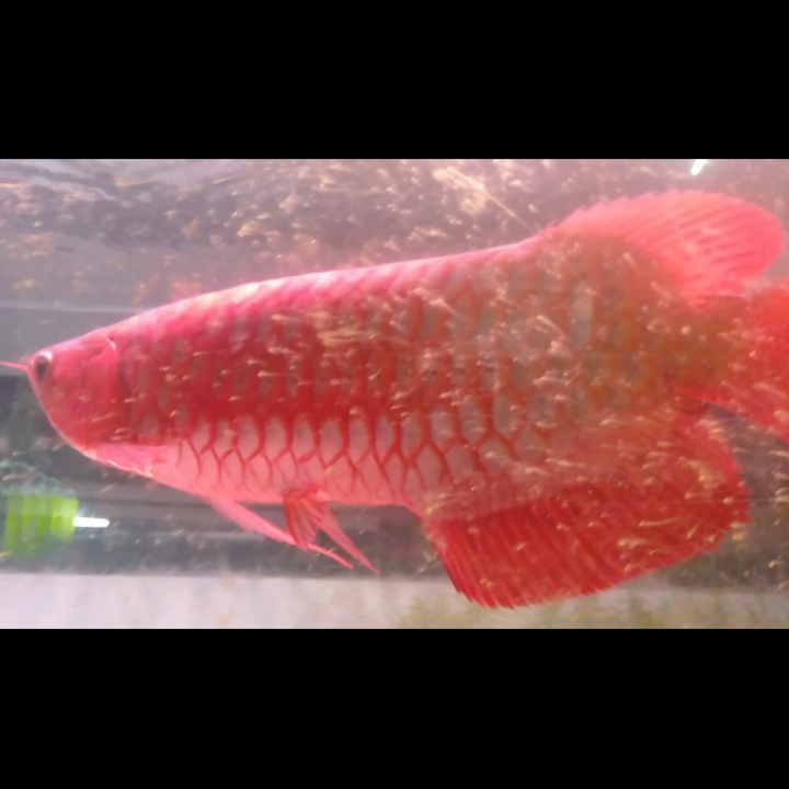 Arowana Super Red 2