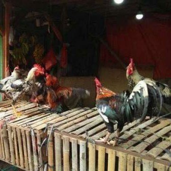 Ayam Kampung