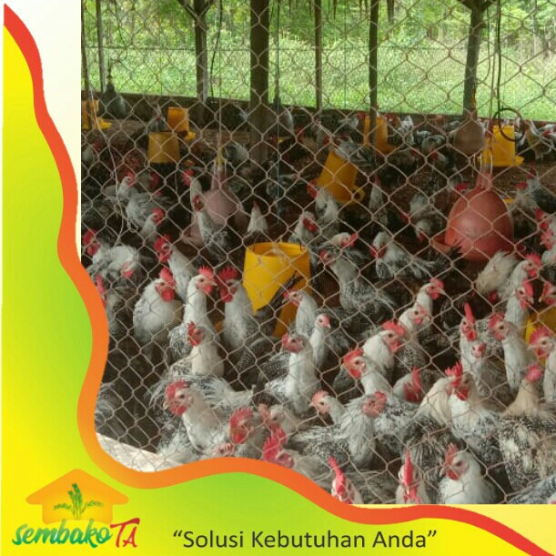 Ayam Kampung