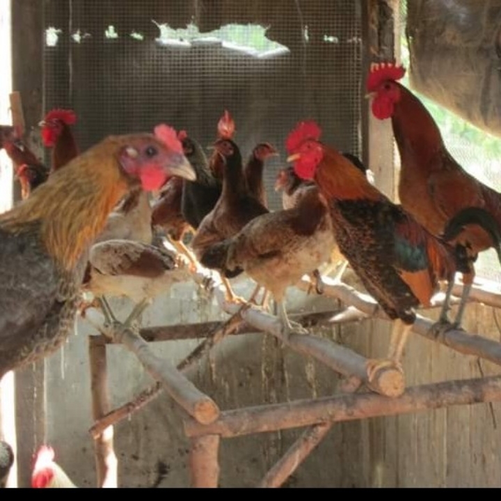 Ayam Kampung 1 Kg