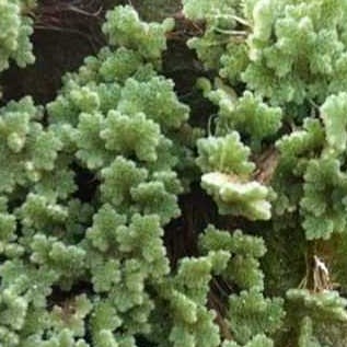 Azolla