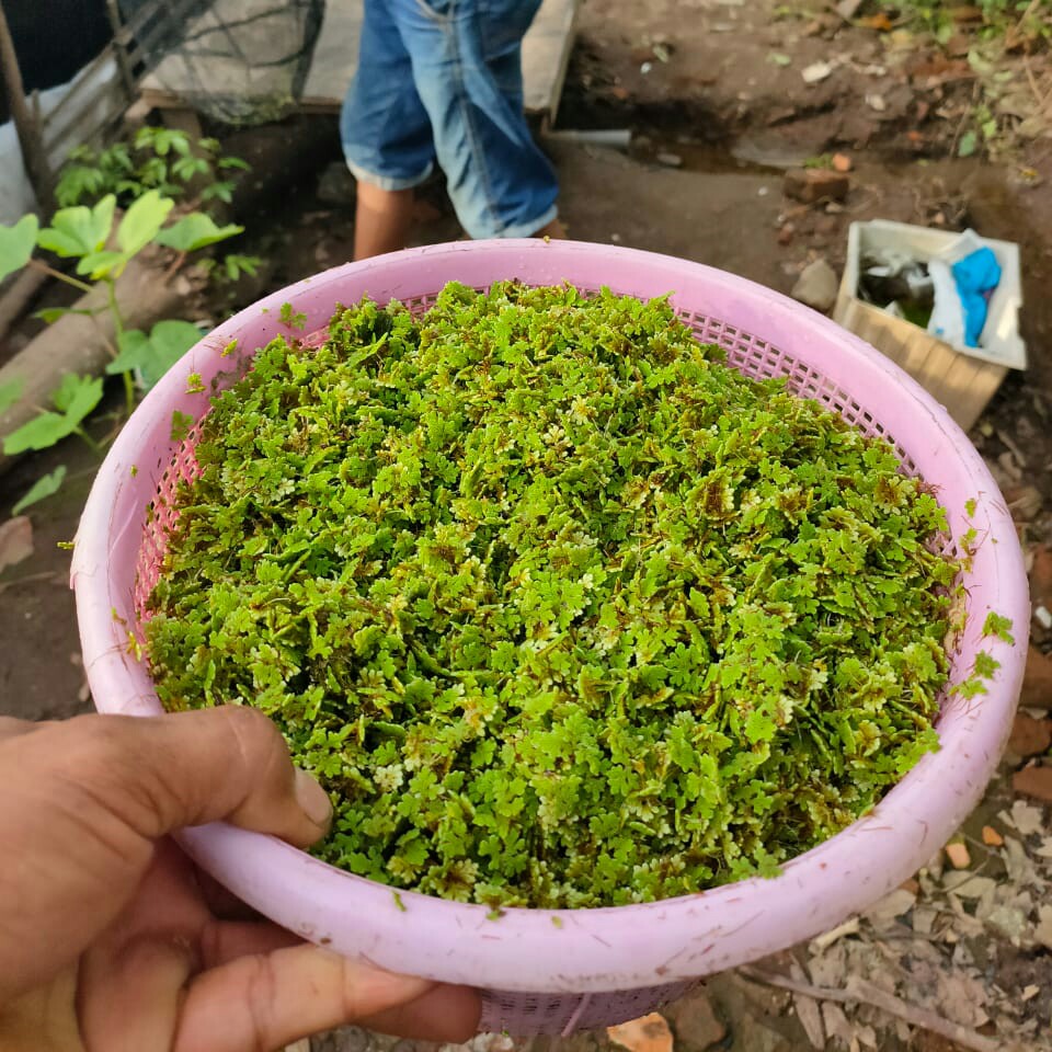 Azolla Micropyla