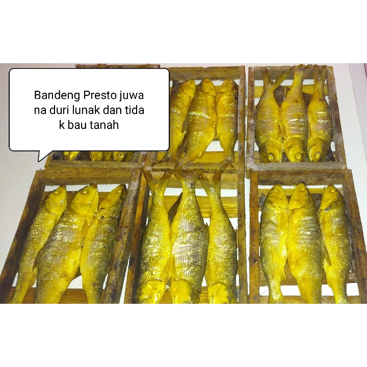 BANDENG PRESTO JUWANA 2