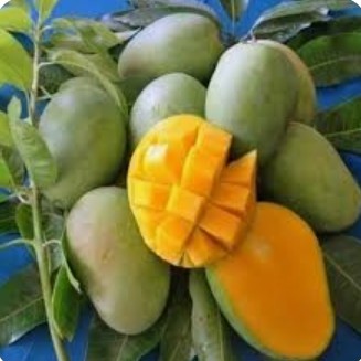 BUAH MANGGA AROMANIS