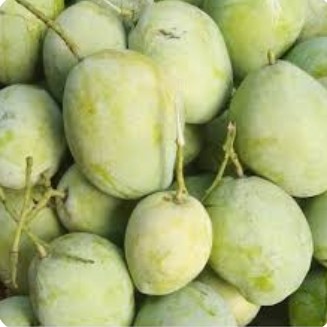 BUAH MANGGA CENGKIR