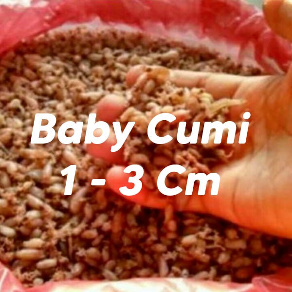 Baby Cumi 1-3 Cm