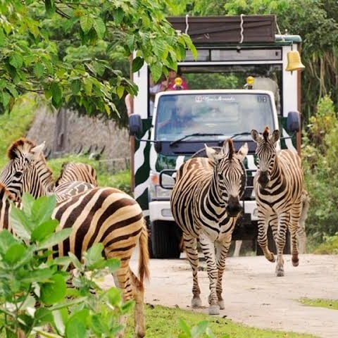 Bali Safari - Marine Park 2