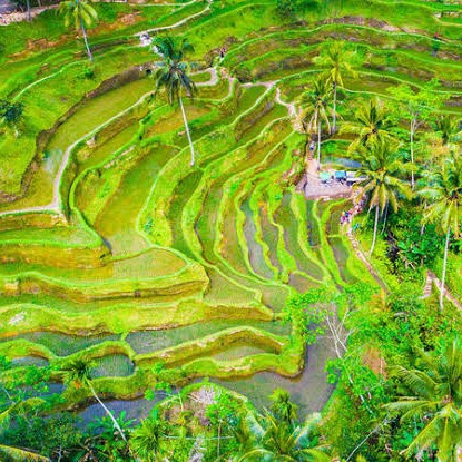 Bali Ubud Fullday Tour 5