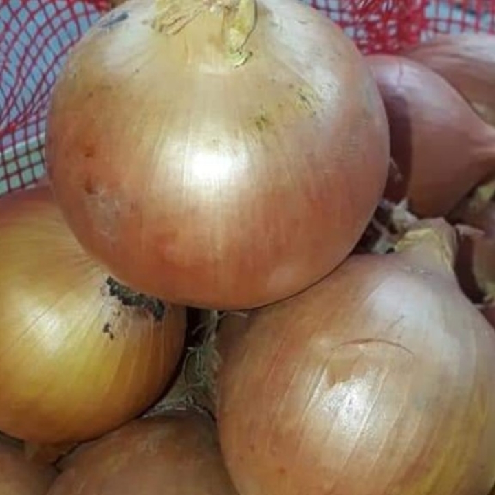 Bawang Bombai 250g