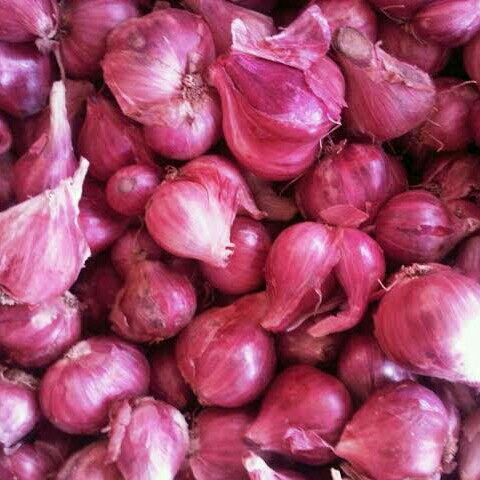 Bawang Brebes