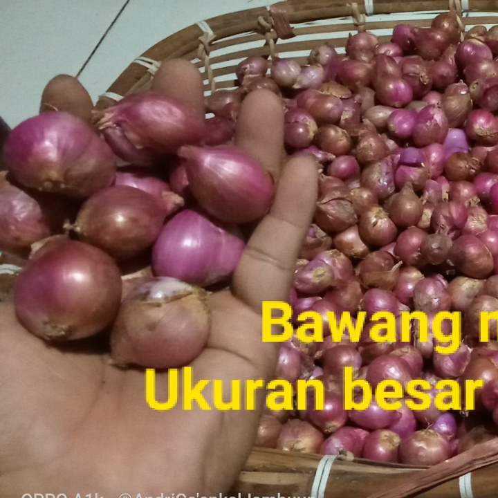 Bawang Merah  2