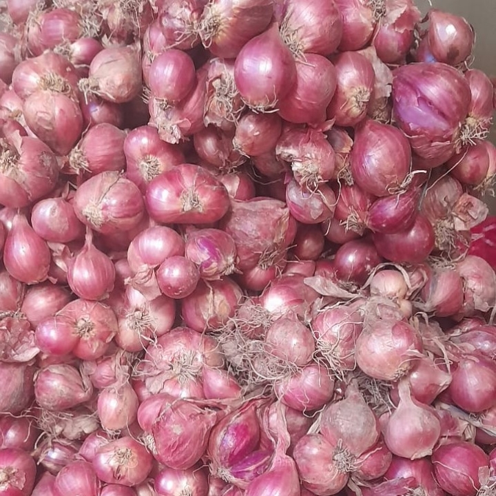 Bawang Merah  Bahan Bombay Dan Bawang Putih  2