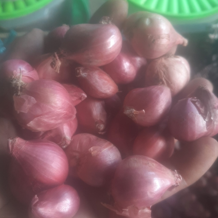 Bawang Merah Sulawesi