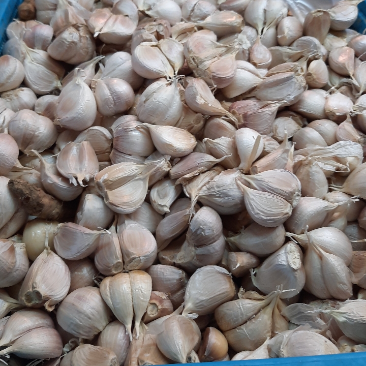 Bawang Putih Cating Pilihan