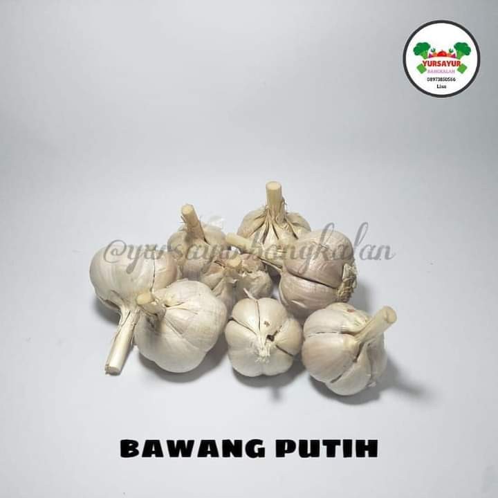 Bawang Putih Kating